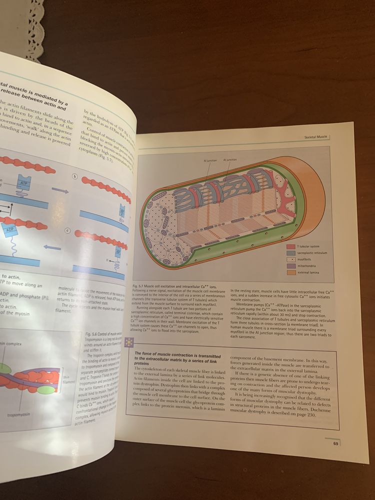 Livro Human Histology-Alan Stevens, James Lowe