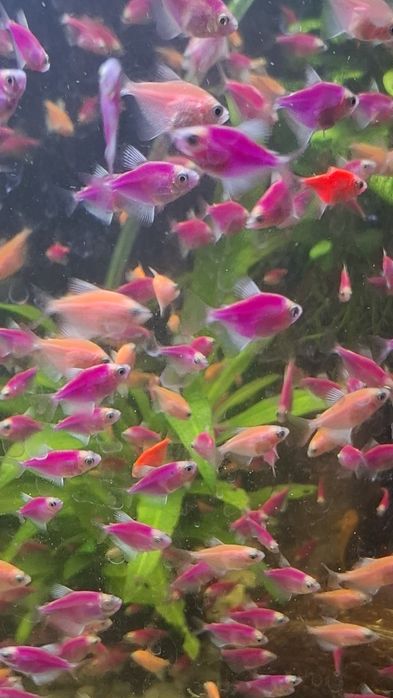 Rybki akwariowe tetry