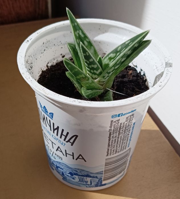 кактус, сукуленти