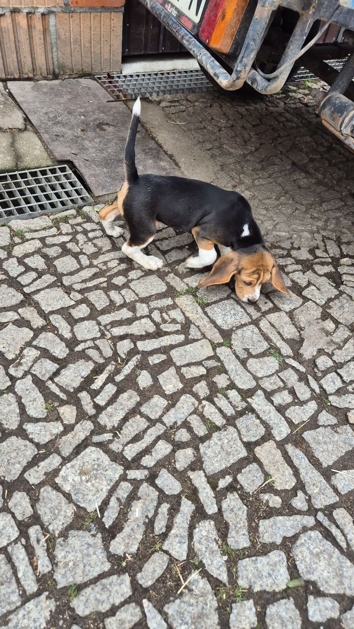 Beagle , sunia z rodowodem