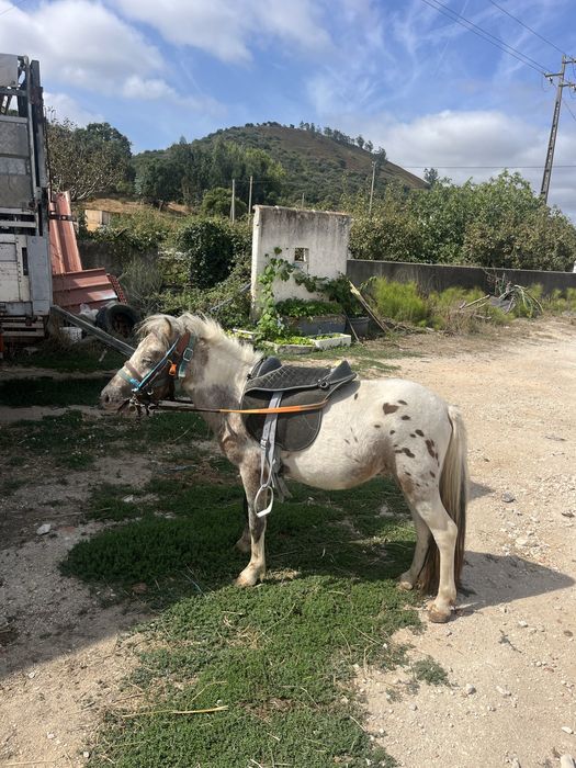 Ponei apalusa montado