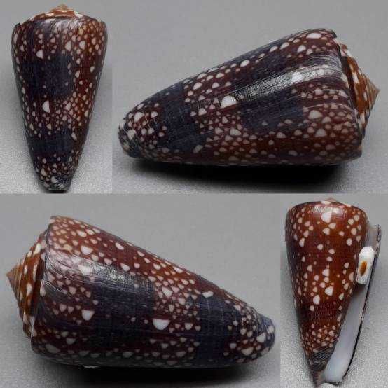 Conus gisellileae(Parson,Abbas &Lie,2020).Długość:53,81mm + gratis ;)