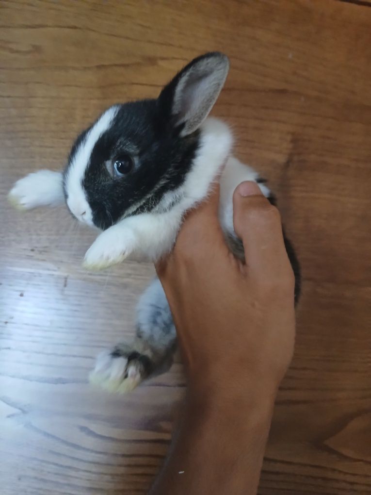 Coelhos anões mini toy holandês