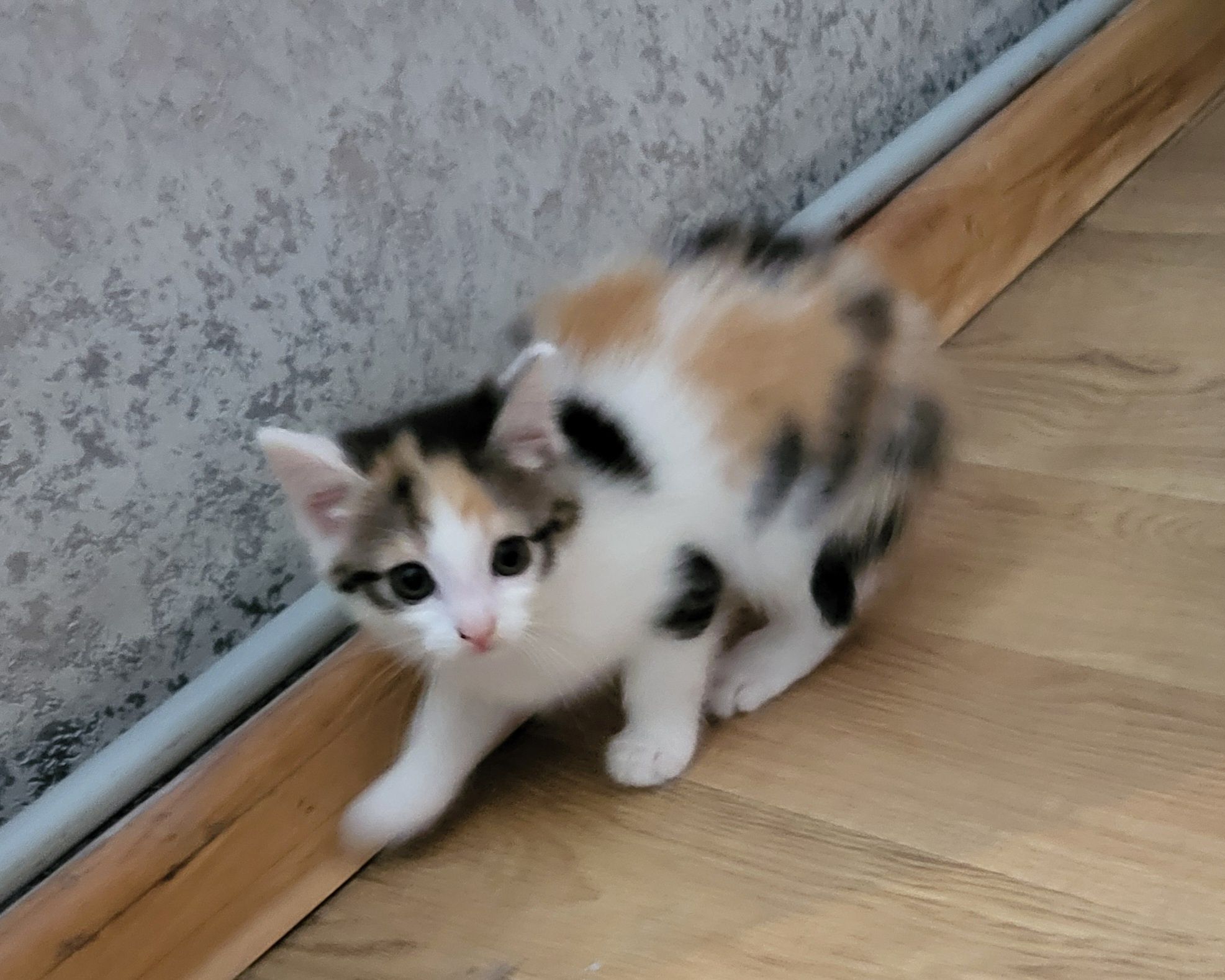 Oddam kotki w dobre ręce