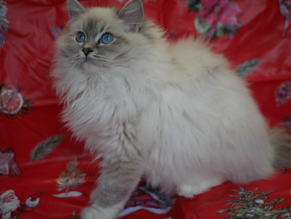 Ragdoll kocur wystawowo hodowlany po Championie FPL FIFE