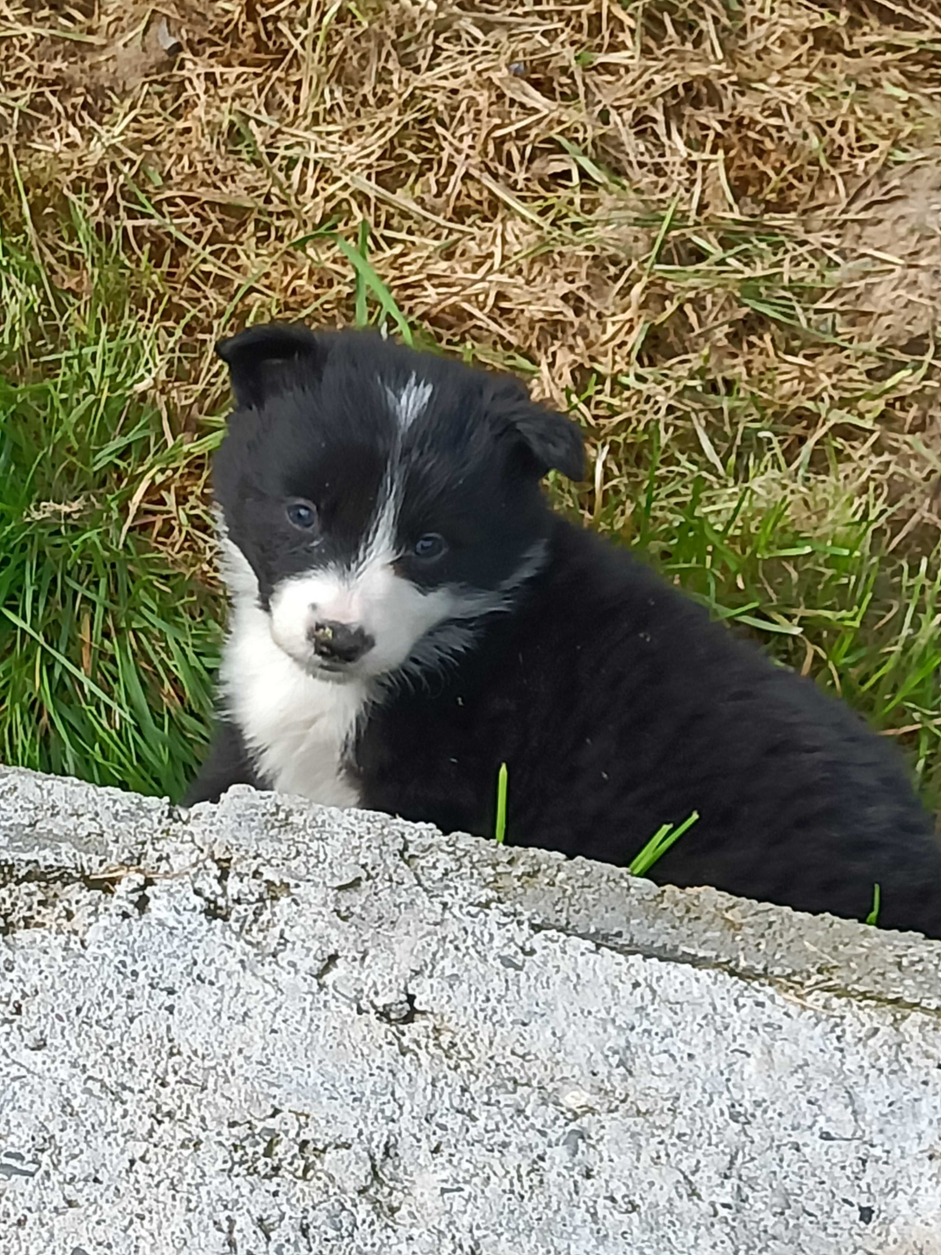 Border Collie -czarno-białe