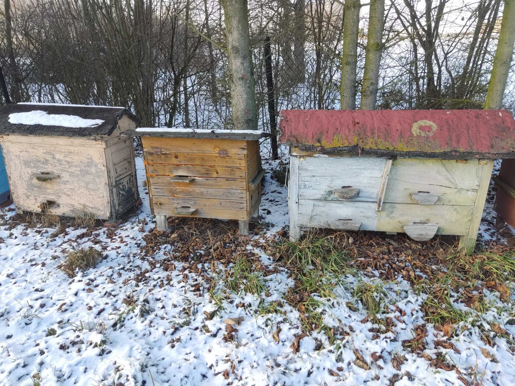 Ule warszawskie zwykle
