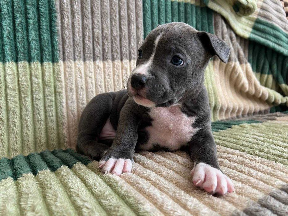 Амстаф, чорно-білі та сірі з гарним родоводом