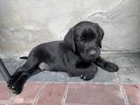 Labrador sczeniak chopiec