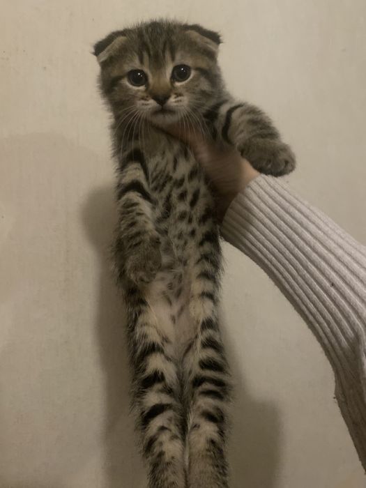 Радость в дом к деткам