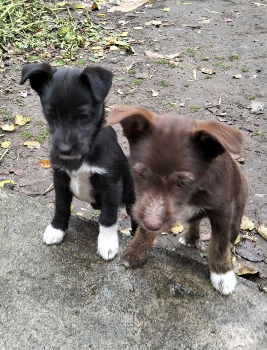 Віддам безкоштовно