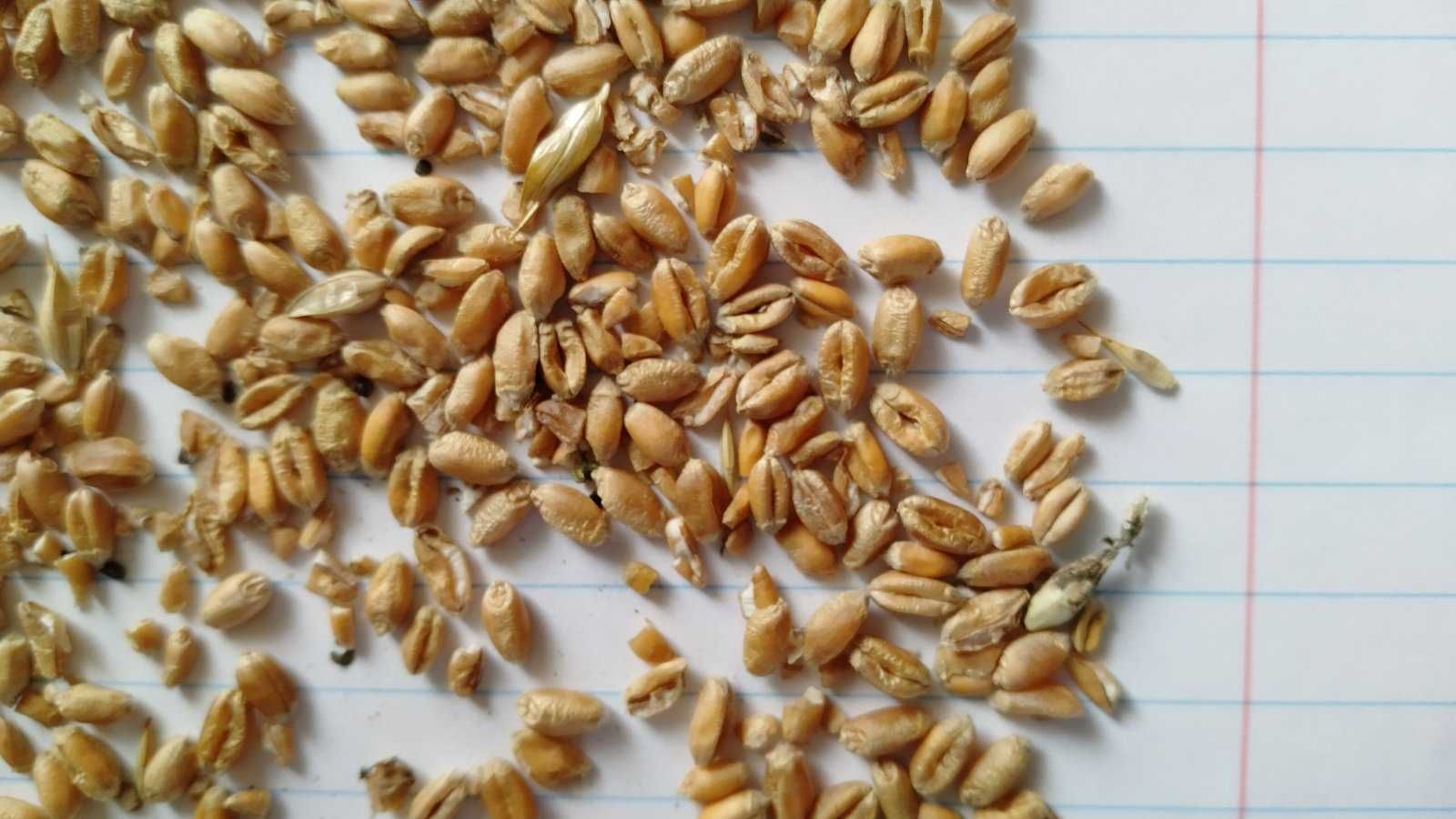 Зерно пшениці на муку та інше