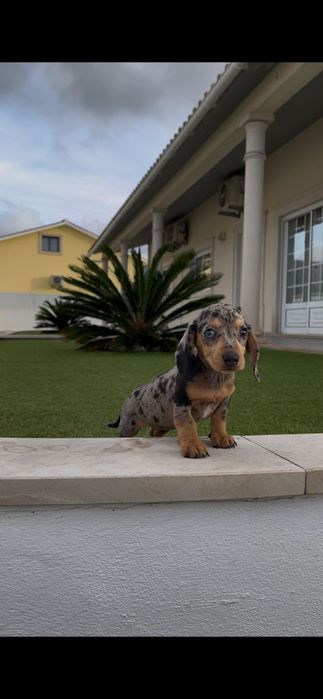 Teckel  fêmea miniatura ...