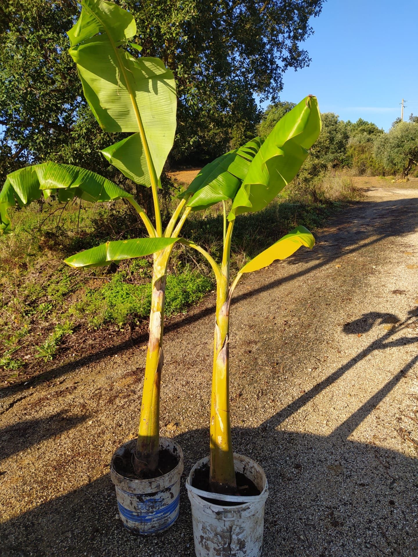 Bananeiras vários tamanhos