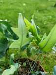 Paprotka phlebodium odmiana Blue Fern