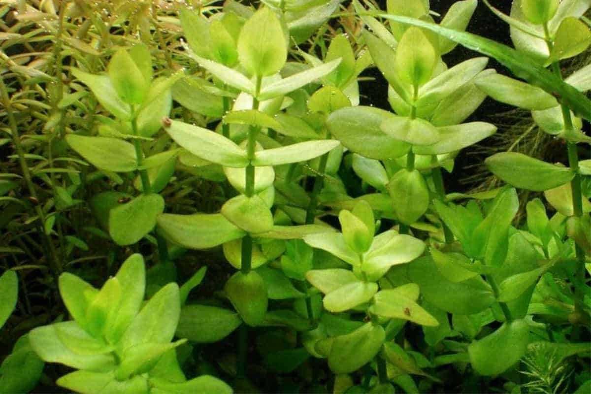 Bacopa Caroliniana – Planta aquática