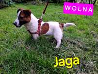 Śliczna Jaga !!! Jack Russell krótkie nóżki rodzice w hodowli