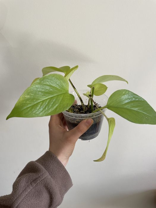 Епіпремнум голден/неон