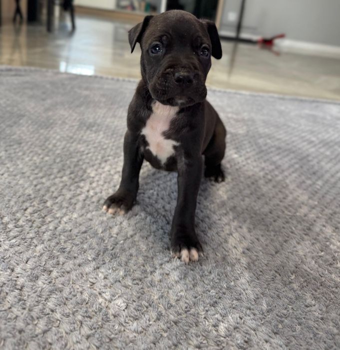 Czarny piękny Piesek American Staffordshire Terrier (amstaff)