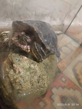 Продам красноухую черепаху + аквариум+обогреватель