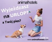 Petsitter, Opiekun zwierząt - psów i kotów, animalhotels.com