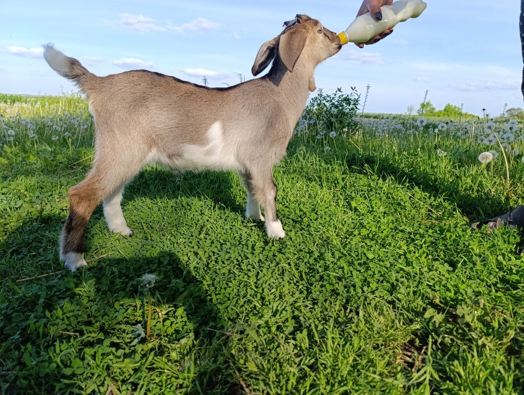 Заано-нубійські цапки