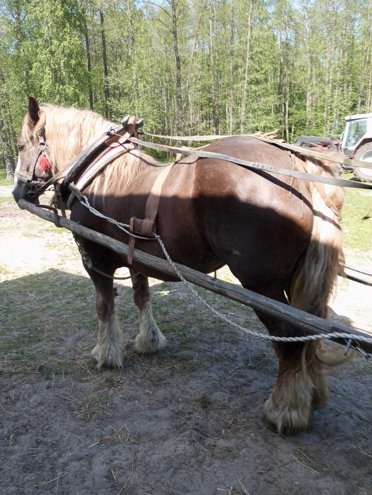 Klacz źrebna 800 kg