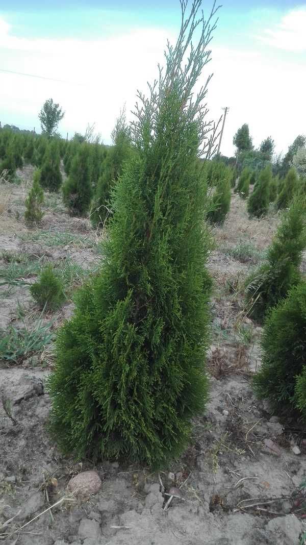 Thuja tuja szmaragd 130-140cm