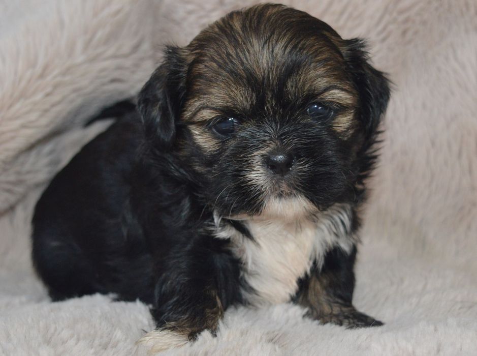 Shih Tzu piękna suczka