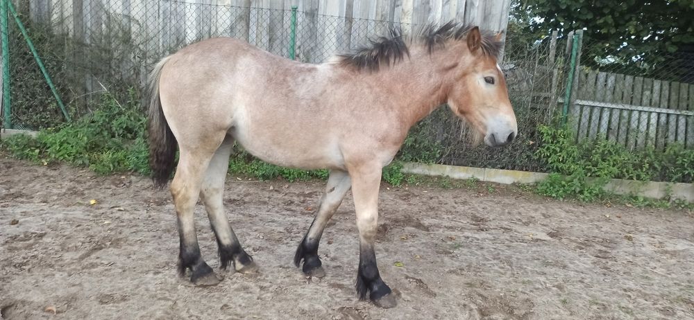 Klacz źrebica deresz pkz zimnokrwista