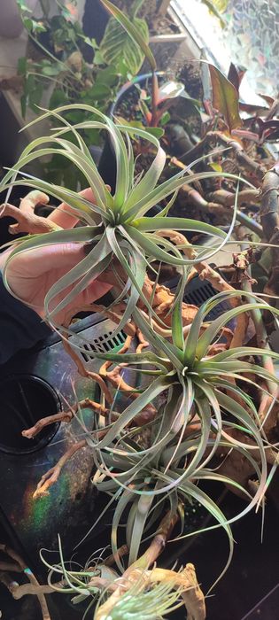 Tillandsia Xerographica oplątwa
