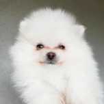 Pomeranian biały chłopak