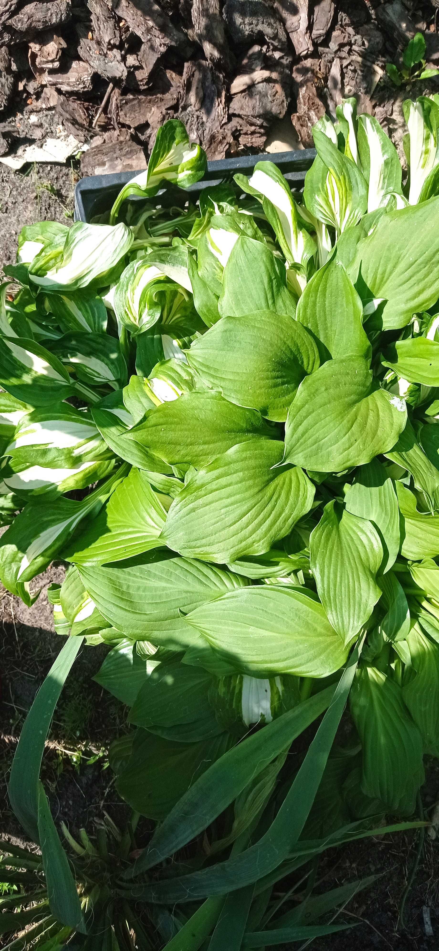 Funkie hosty zielone bialozielone liście