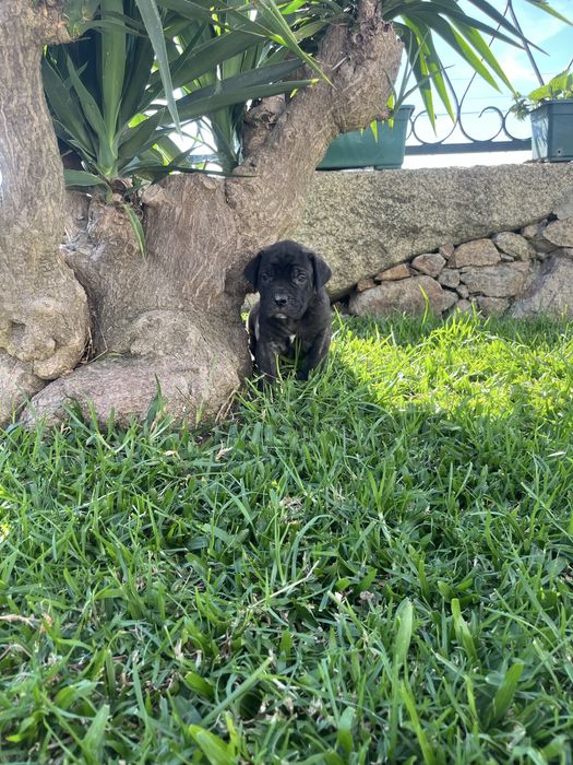 Cane corso italiano fêmea