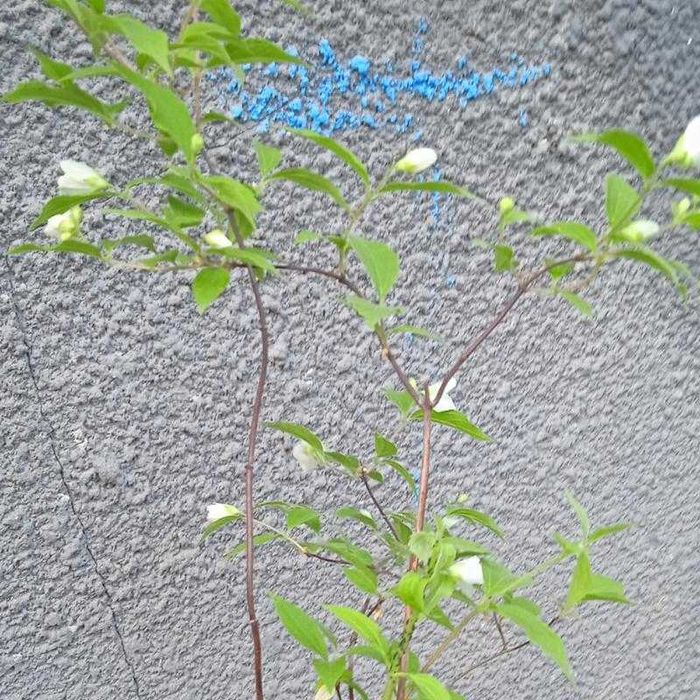 Жасмін звичайний в горщику