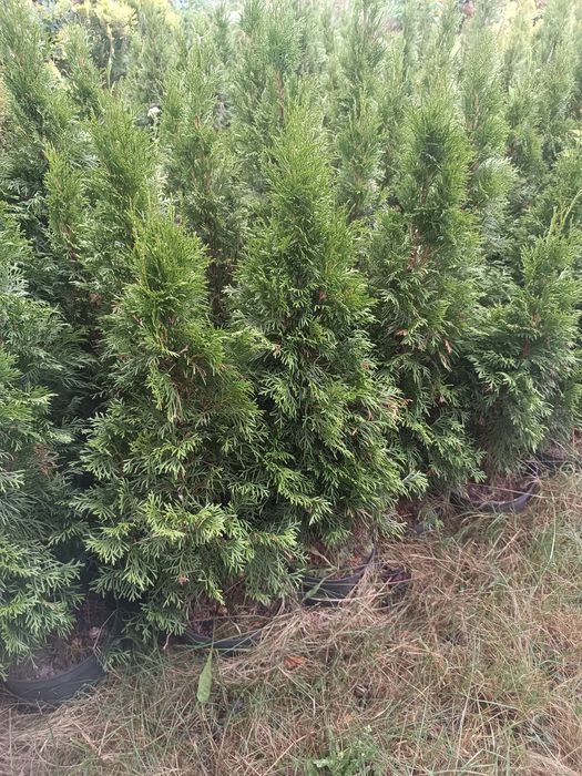 Tuja szmaragd 60-90 cm ,gratis