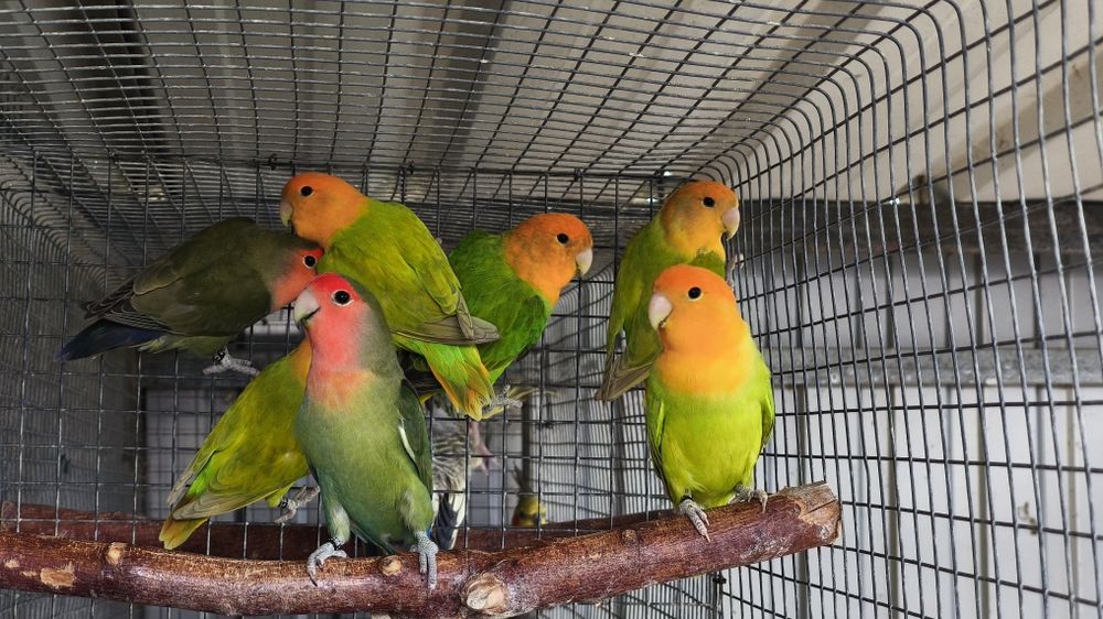 Agapornis roseicollis