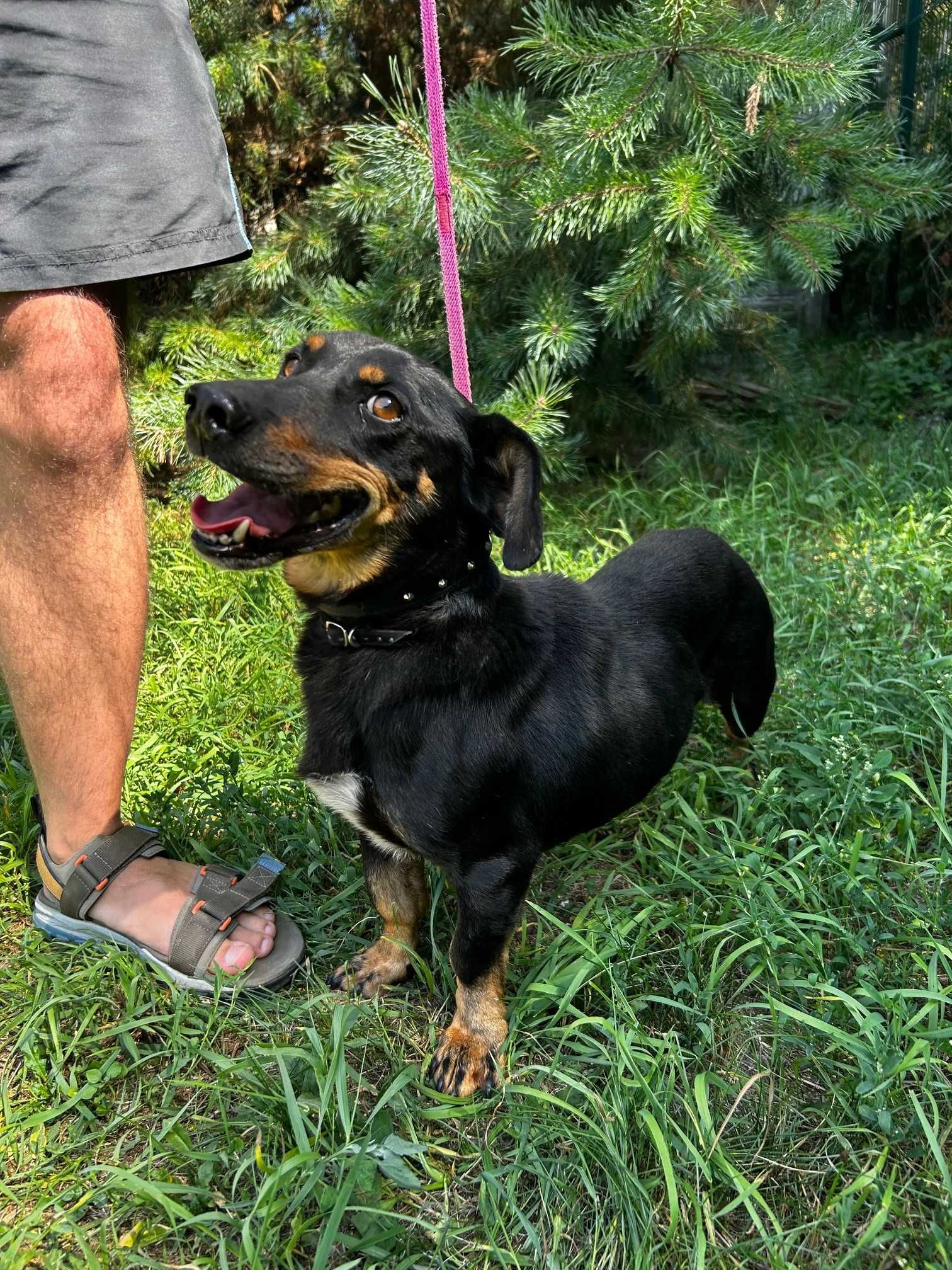 Piesek do adopcji RAMBO