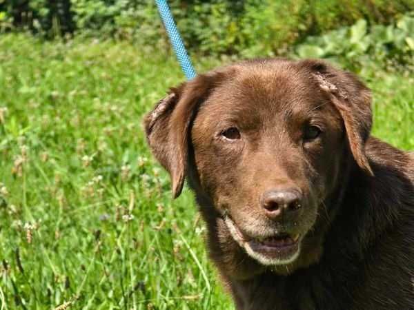 Atos - pies w typie labradora