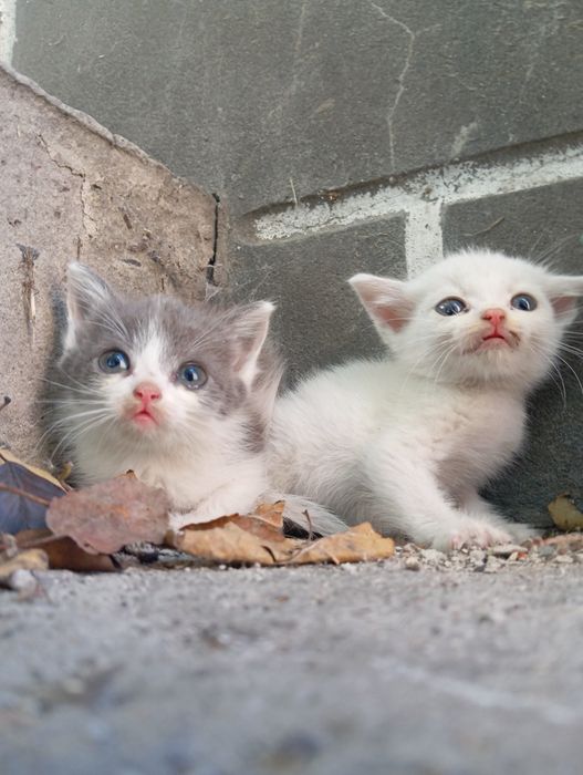 віддам кошенят в добрі руки