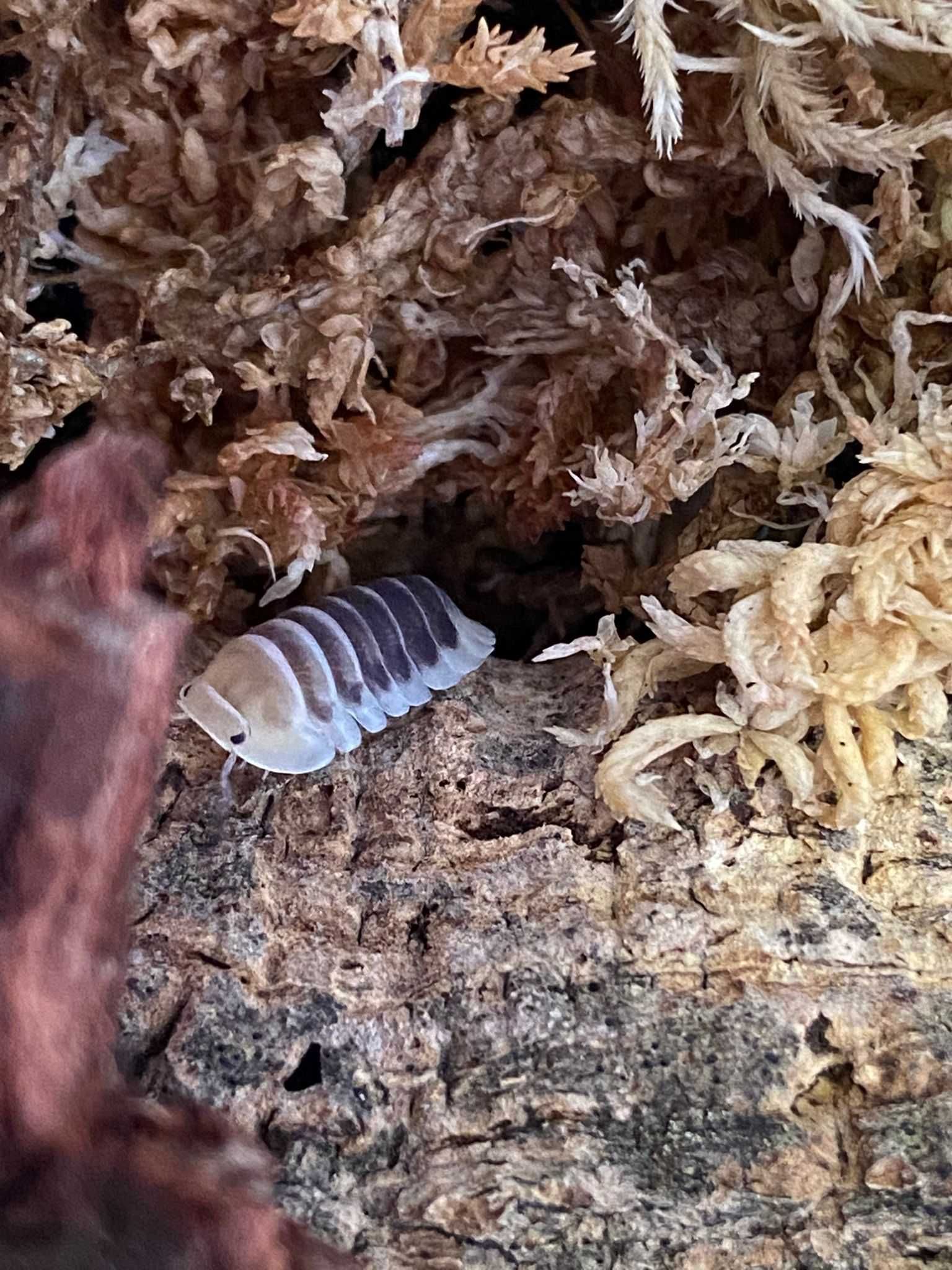 Isopodes (Bichos de conta)