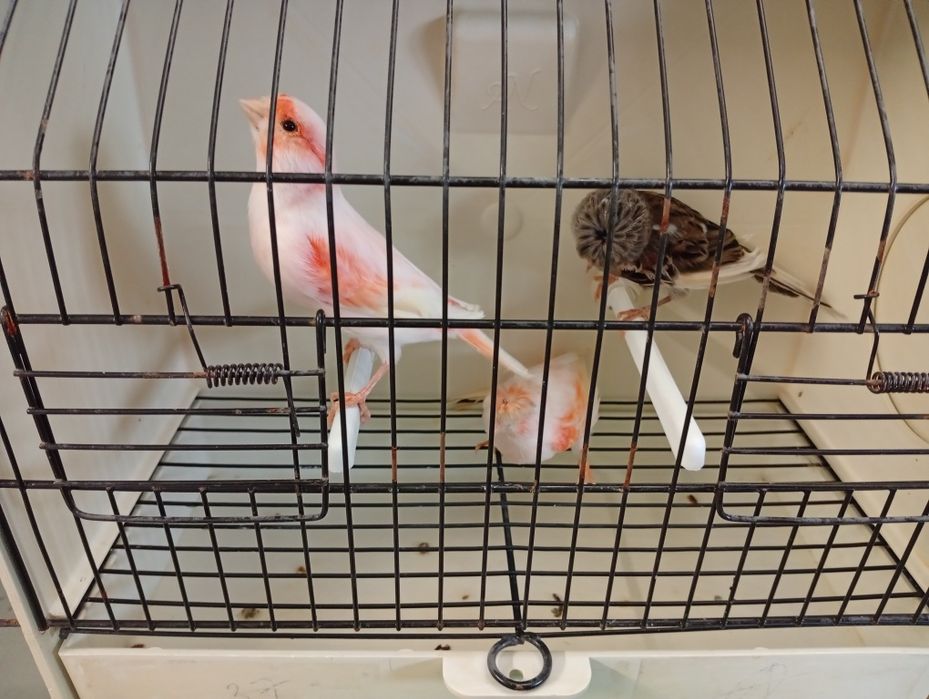 Canarios machos e fêmeas 2025