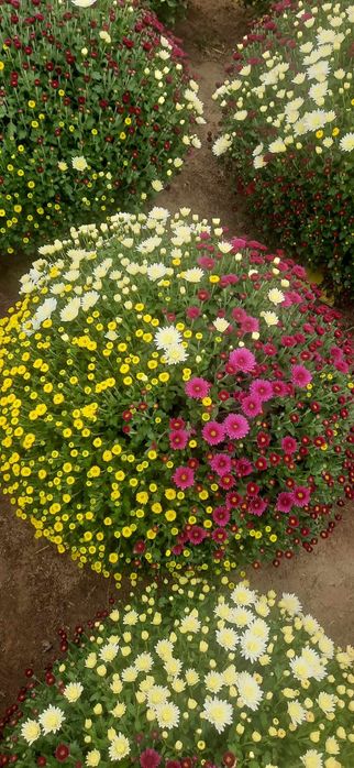 Chryzantemy hurt /detal.