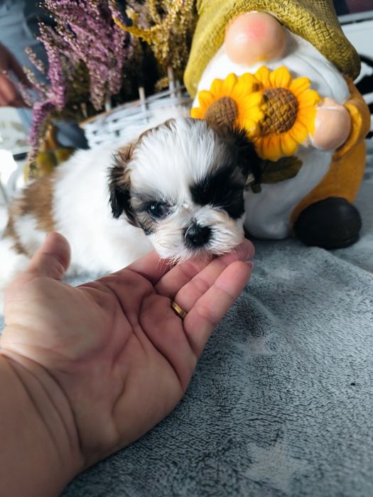 Suczka shih tzu tricolor umowa rodowód chip wyprawka legalna hodowla