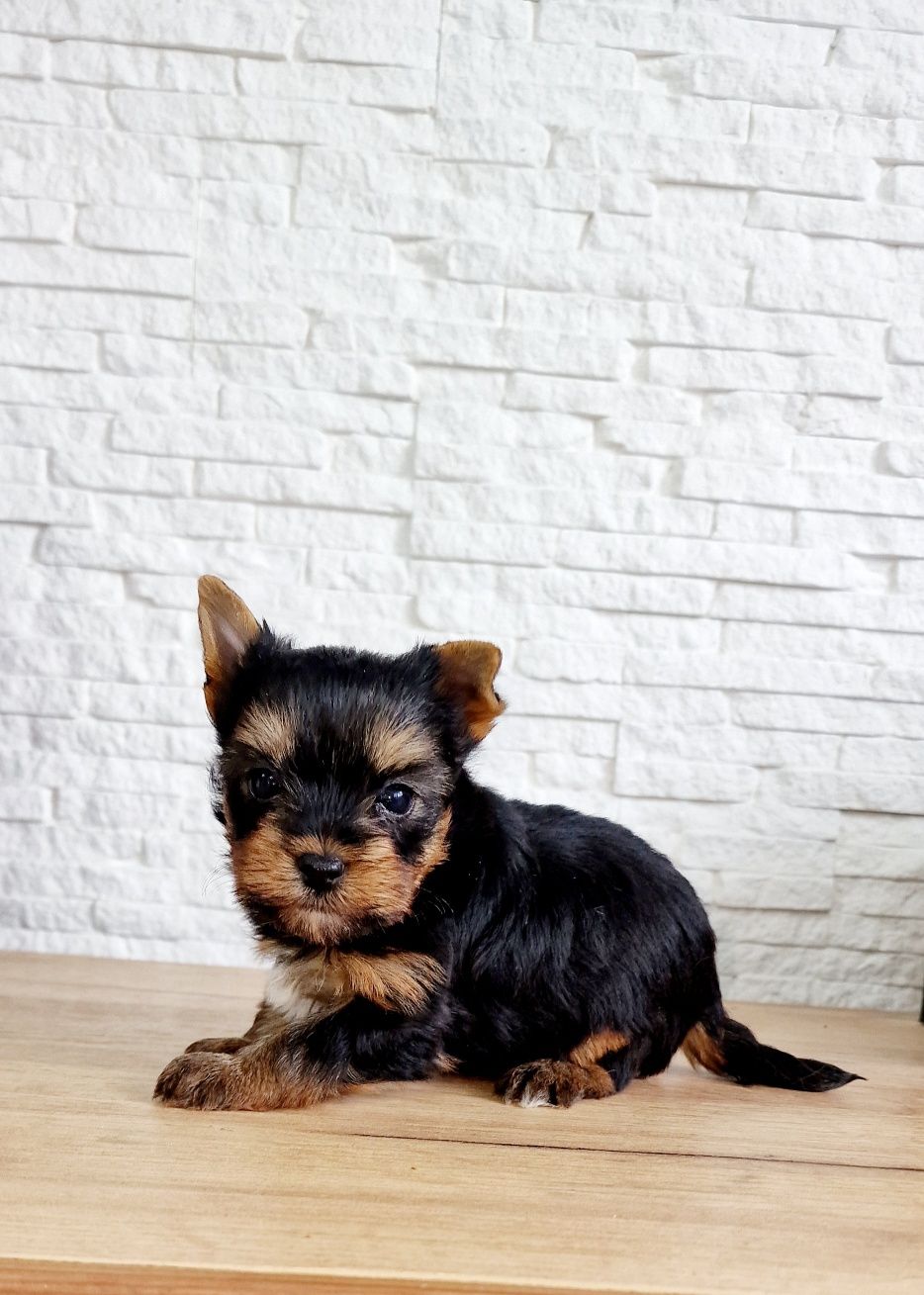 Yorkshire Terrier piesek mini