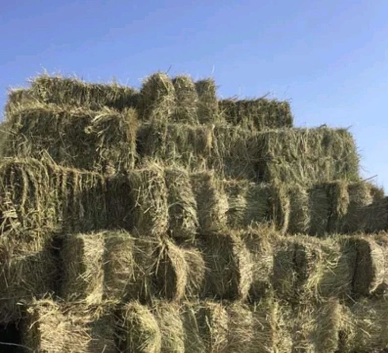 Продам сіно лугове, цього року.