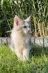 Maine Coon  kotka
