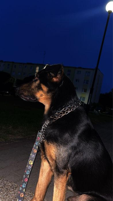 oddam psa w dobre recę