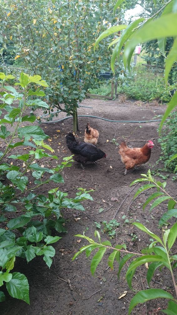 jajka ekologiczne swojskie bio i jajka zielone araucana