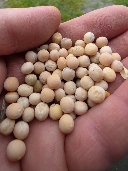 Sprzedam groch ozimy, James